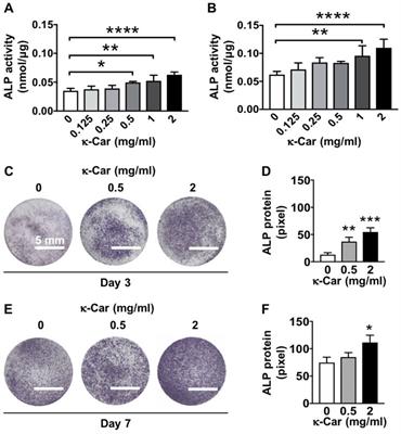 Kappa-carrageenan-Functionalization of octacalcium phosphate-coated titanium Discs enhances pre-osteoblast behavior and osteogenic differentiation